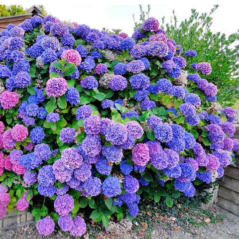150+ Perennial Hydrangea Seeds closeup of vibrant mixed-color blooms for gardens