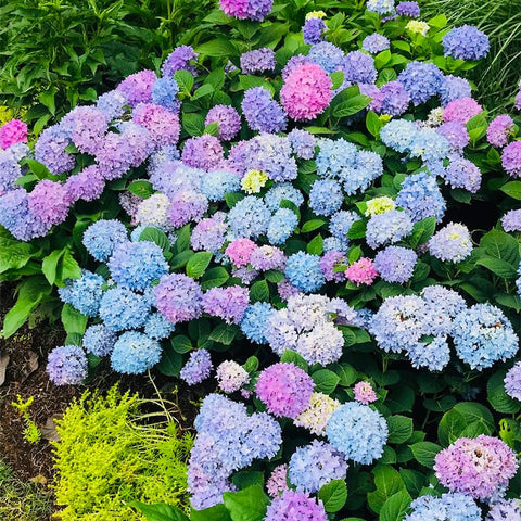 150+ Perennial Hydrangea Seeds in garden bed view showing easy sowing
