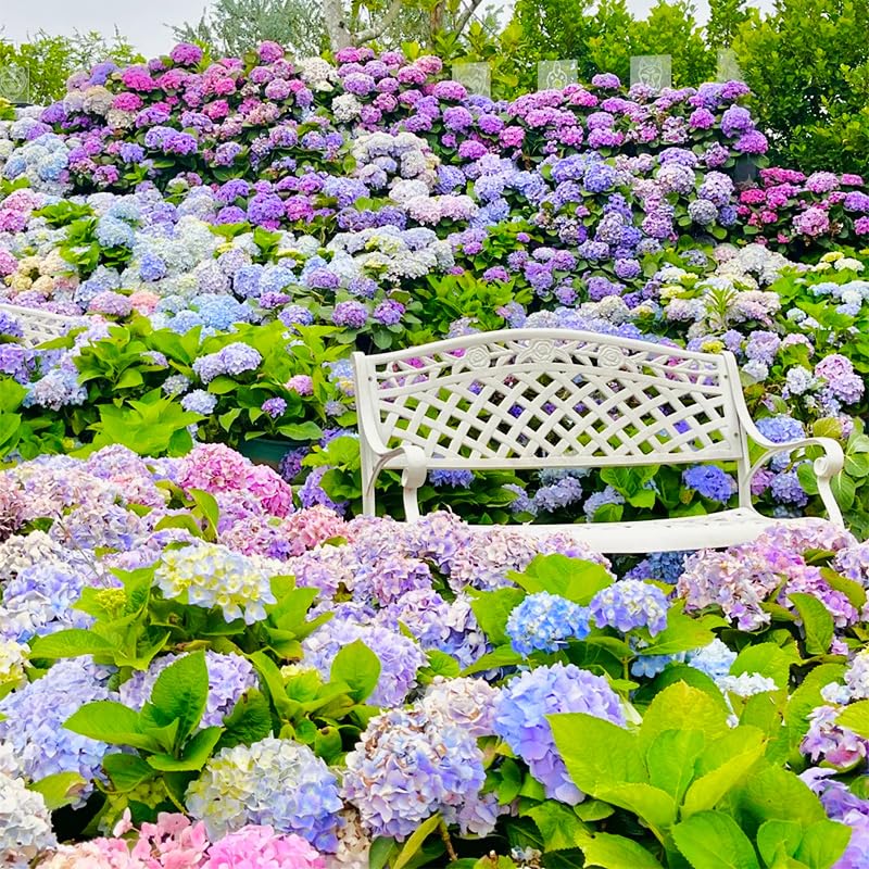 150+ Perennial Hydrangea Seeds thriving in partial shade container growth