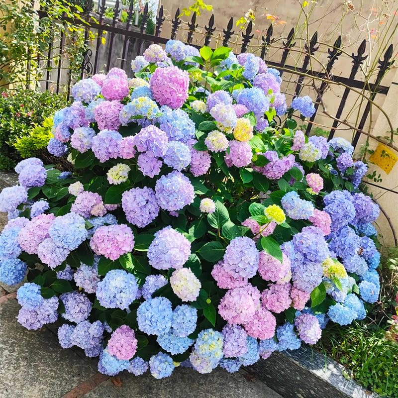 150+ Perennial Hydrangea Seeds blooming arch display for weddings