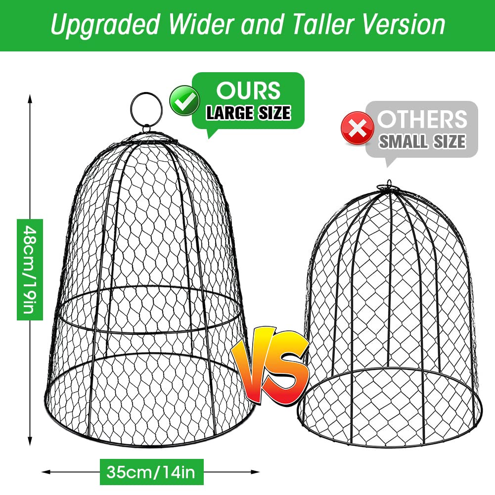Hydream six pack cloches around young greens for pest protection