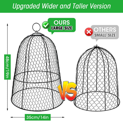 Hydream six pack cloches around young greens for pest protection