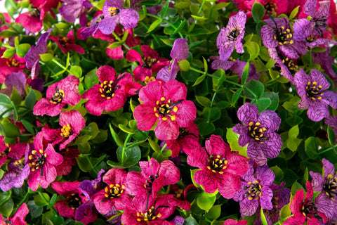 HyeFlora outdoor hanging plants suited for year-round porch and garden decor