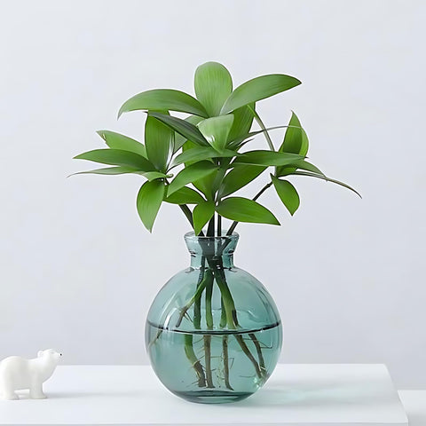 HymoConn propagation station gift-ready packaging makes a thoughtful plant lover present.