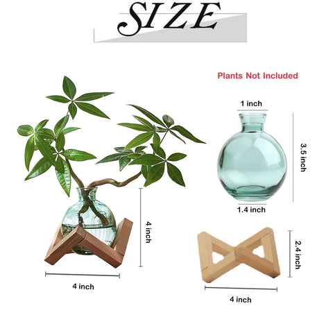 HymoConn propagation station demonstrates easy hydroponics setup for water-rooted plants.
