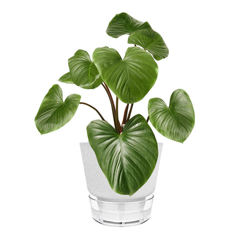 HYNZ gift-ready pot set offers a thoughtful present for plant lovers.