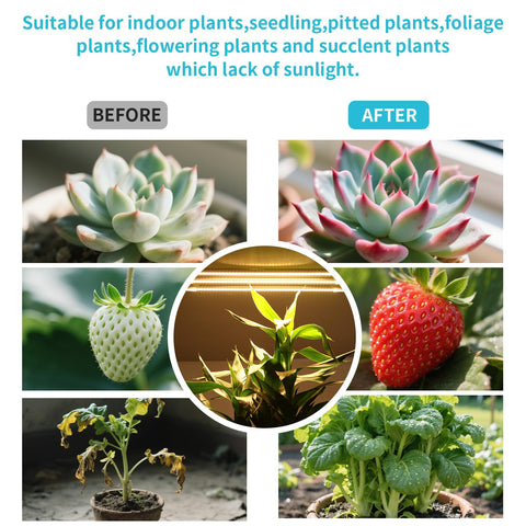Hywyimlait ideal for seedlings, herbs, and compact indoor gardens