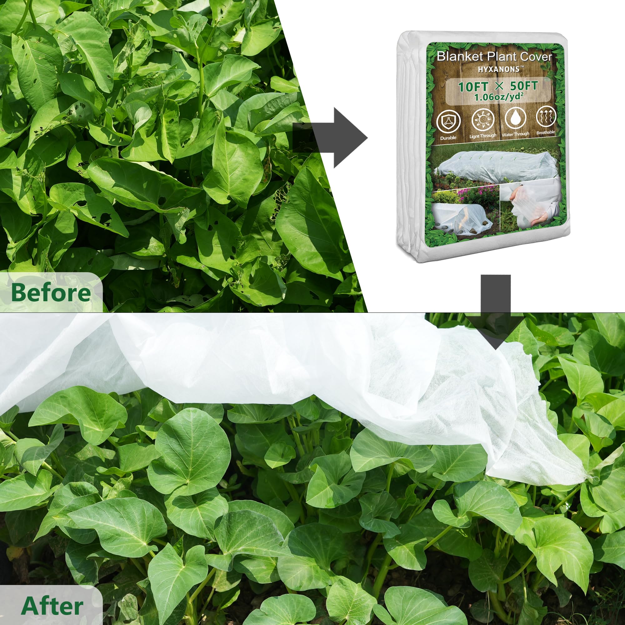 Hyxanons winter vegetables under white cover protect crops in cold weather.