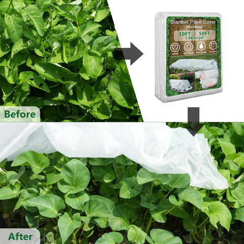 Hyxanons winter vegetables under white cover protect crops in cold weather.
