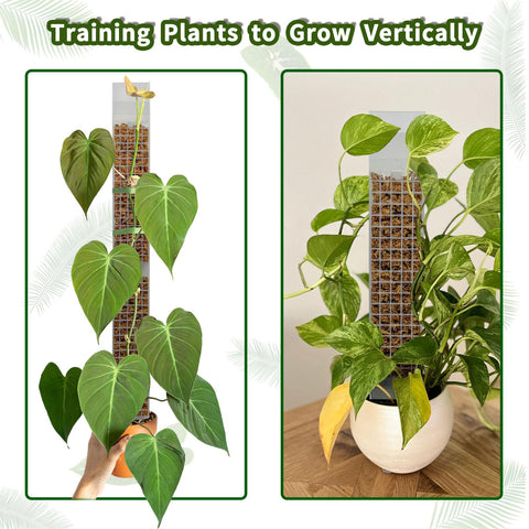 HYYZ vertical-growth support helps plants reach light and grow greener leaves.