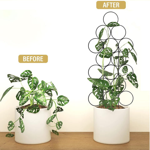 IA Garden potted plant decor using a trellis for a tidy display