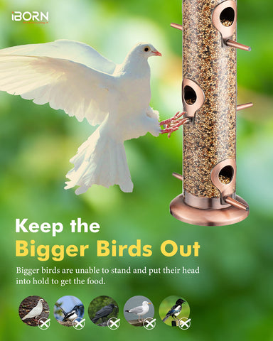 iBorn six-port feeder attracting multiple birds at once