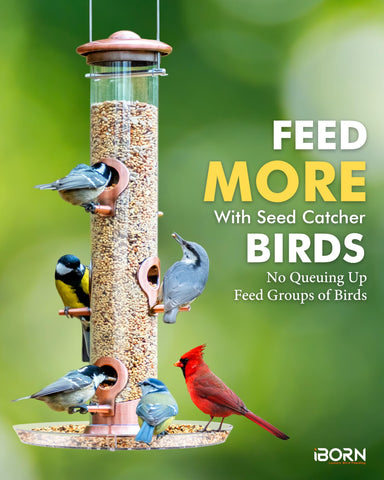 iBorn aluminium frame feeder showcases sturdy design for multiple birds.