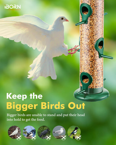 iBorn gift box packaging for bird lovers