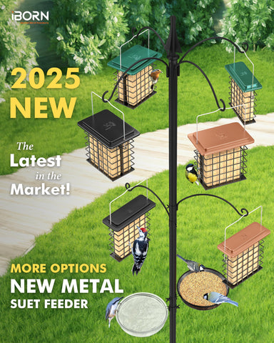Green iBorn suet feeder complements garden decor while inviting diverse birds.
