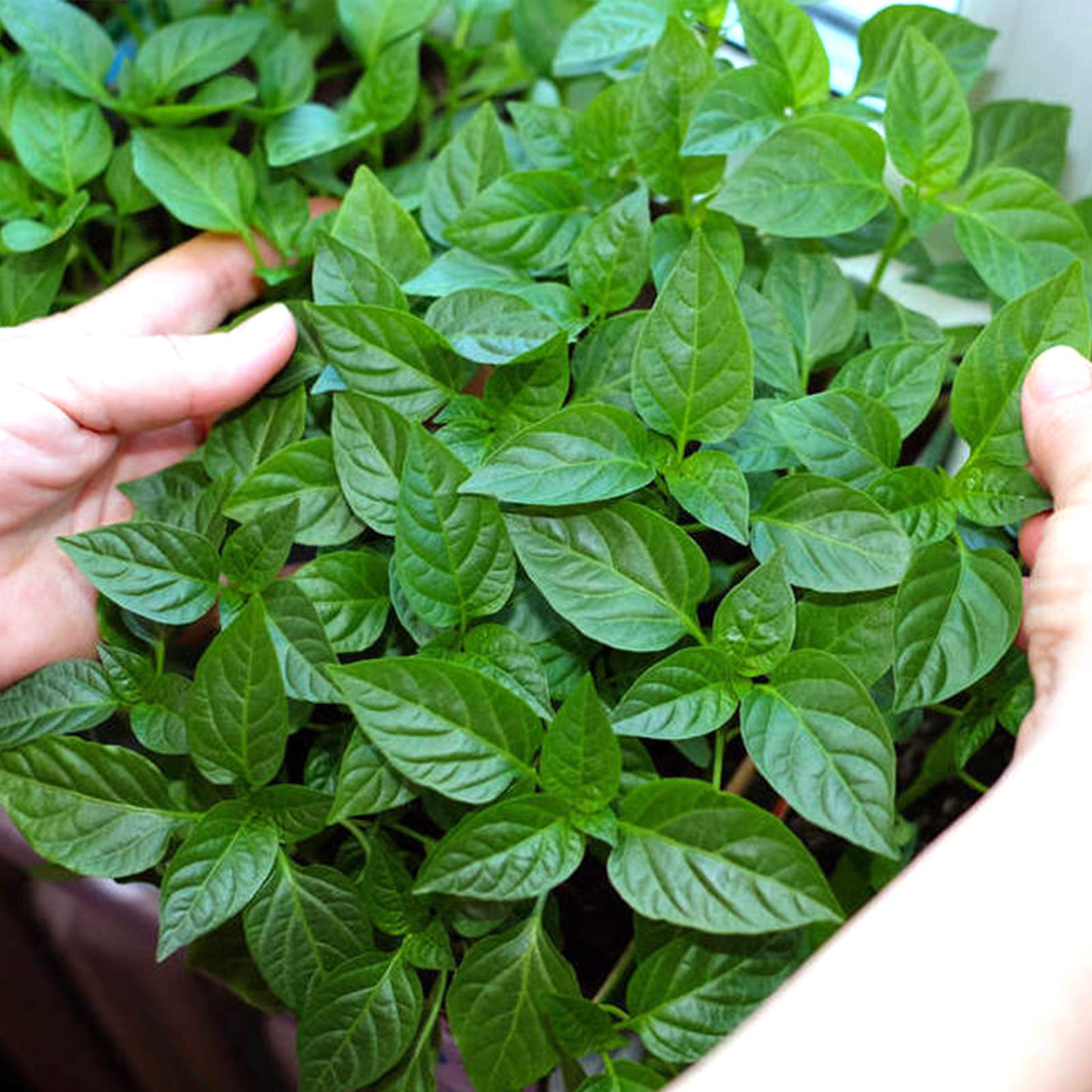 Iceyyyy durable plastic net pots in a grow tray