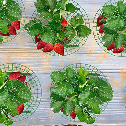 Iceyyyy reusable strawberry frame for off season storage and repeated use