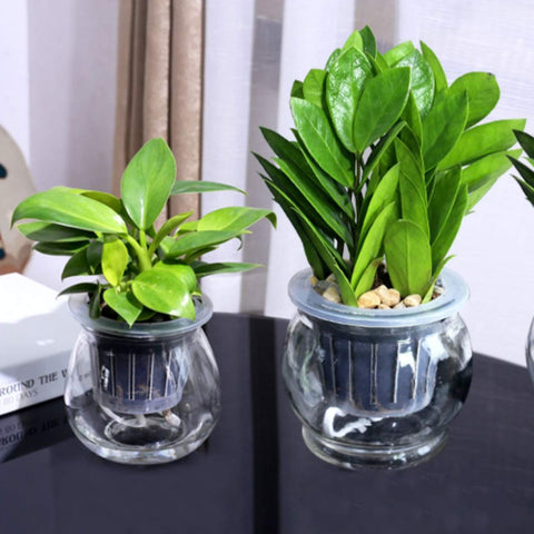 Iceyyyy rooted plants using stonewool plugs for rooting success
