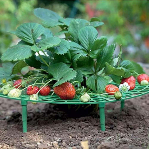 Iceyyyy strawberry plant support rails elevating vines for cleaner fruit