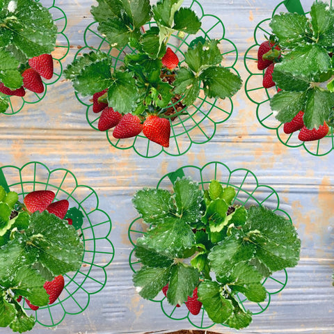 Iceyyyy strawberry stand full setup shows an organized berry frame
