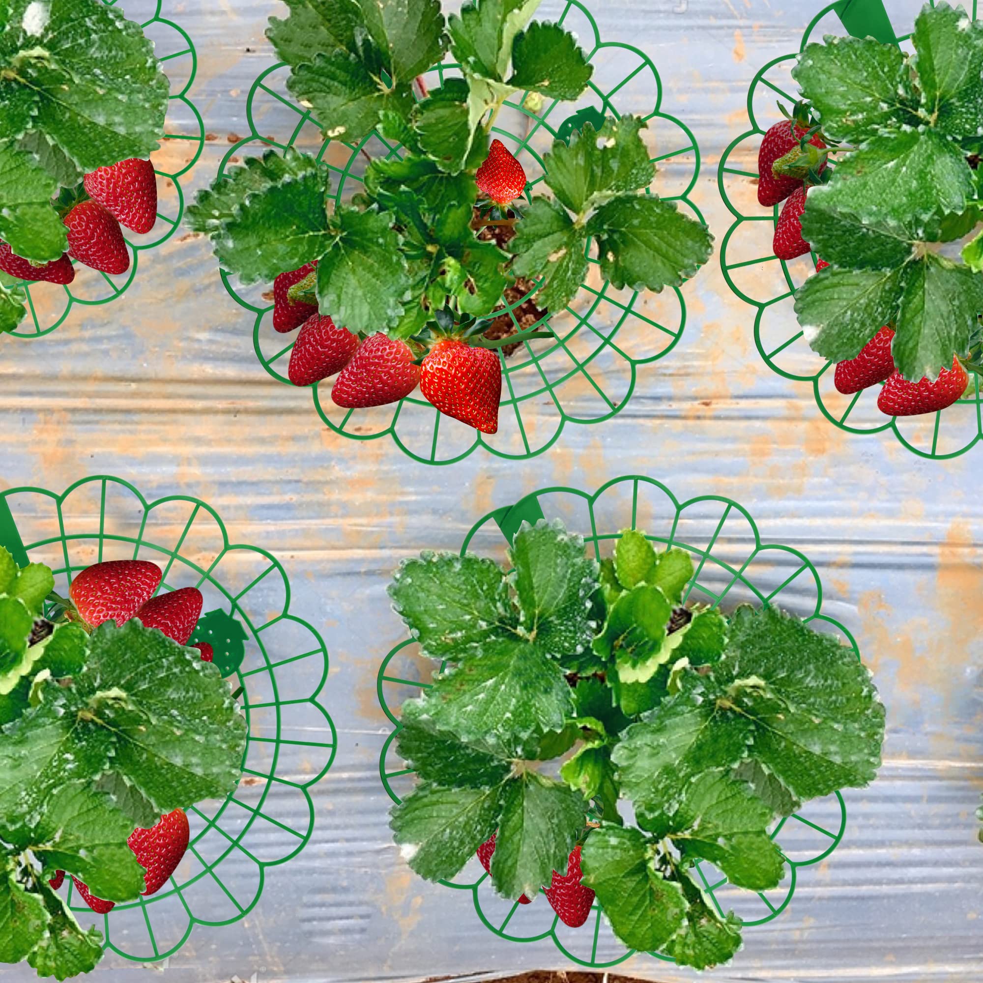 Iceyyyy strawberry stand ground legs anchor frame securely into soil.