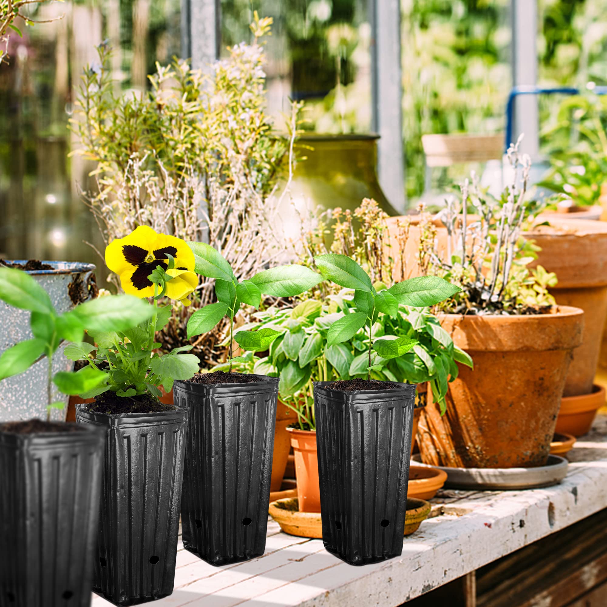 Iceyyyy tall tree pots in use for seed starting and transplanting