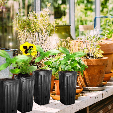 Iceyyyy tall tree pots in use for seed starting and transplanting