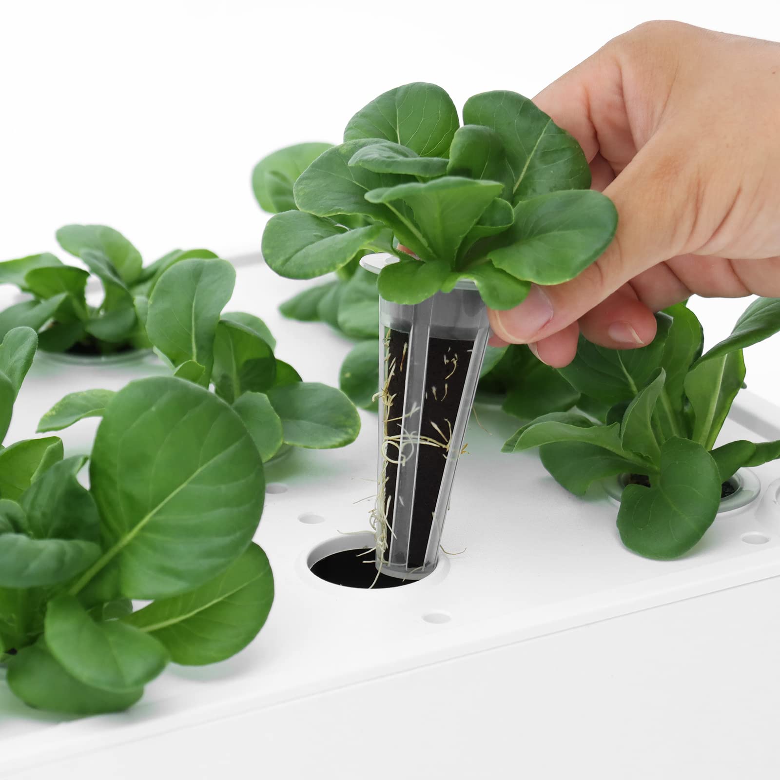 idoo Growth Sponges compatible with LYKO and indoor hydroponics support reliable seedling growth.