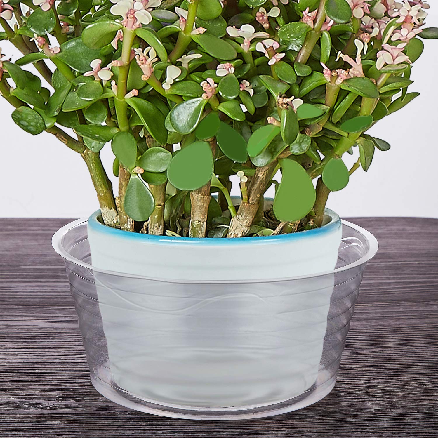Idyllize 12-inch clear plant saucer, pack of 10, recyclable PET keeps pots protected.