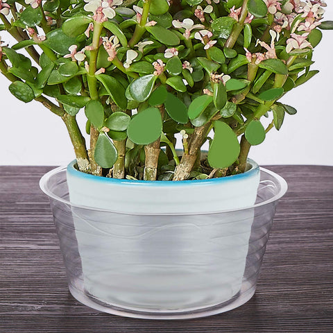 Idyllize 12-inch clear plant saucer, pack of 10, recyclable PET keeps pots protected.