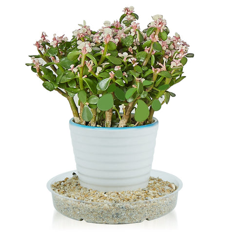 Idyllize plant saucer helps DIY décor around bases while protecting furniture