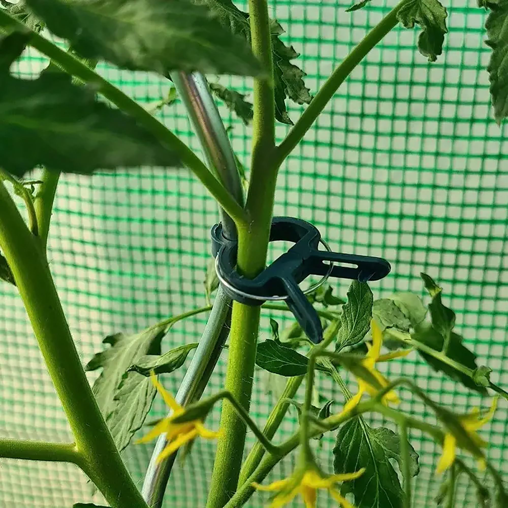 IIT stem clips attached to a cane show wind protection for blossoms.