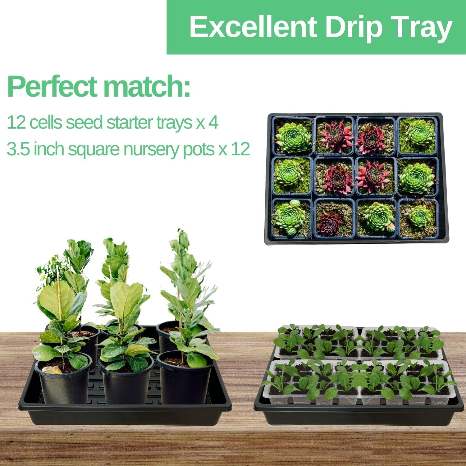 ILITING seed trays in use with bottom watering demonstrating leak-free design.