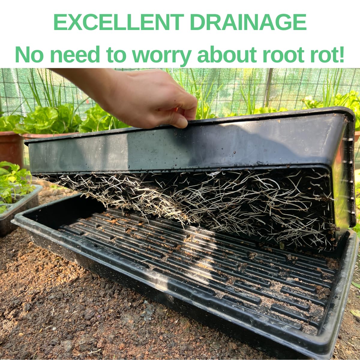 ILITING seedling 1020 trays support healthy germination with sturdy materials