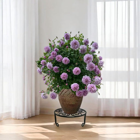 ILTreFlo 2-pack heavy-duty display stand for wide pots.