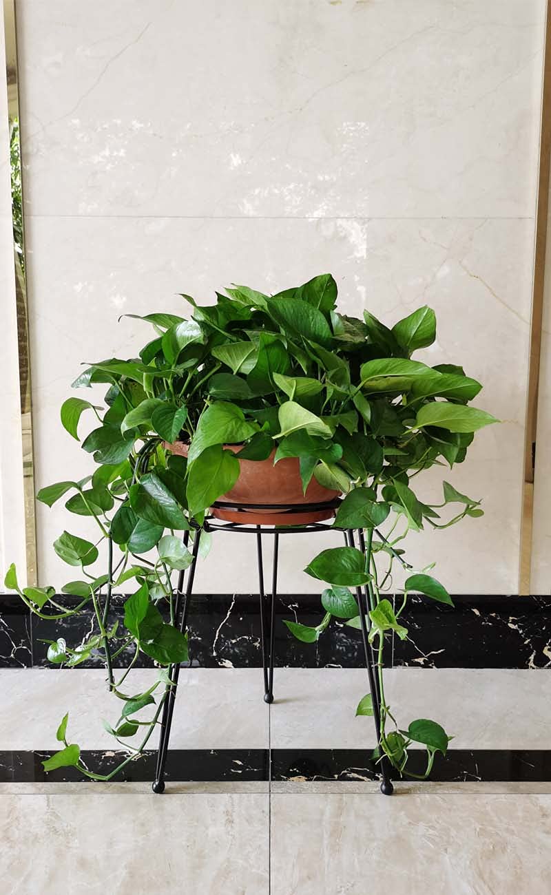 iLTreFlo metal plant stand packaging-storage shows compact, space-saving design