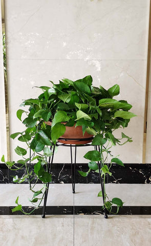 iLTreFlo metal plant stand packaging-storage shows compact, space-saving design
