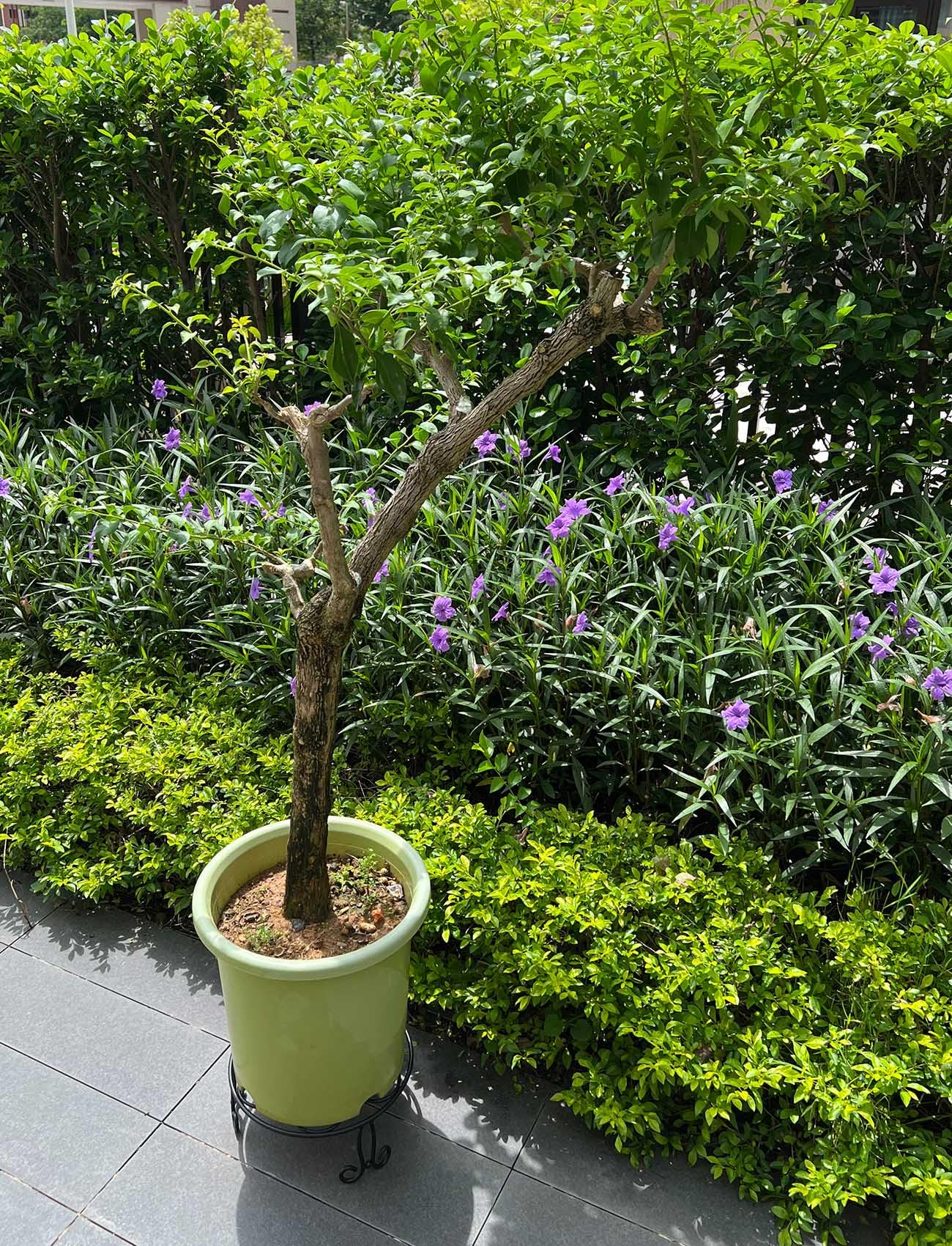 ILTreFlo wide-pot capacity demo for large plants.