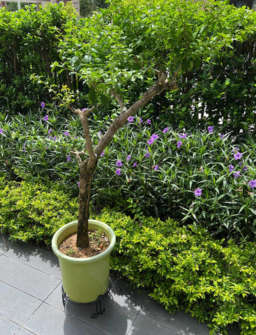 ILTreFlo wide-pot capacity demo for large plants.