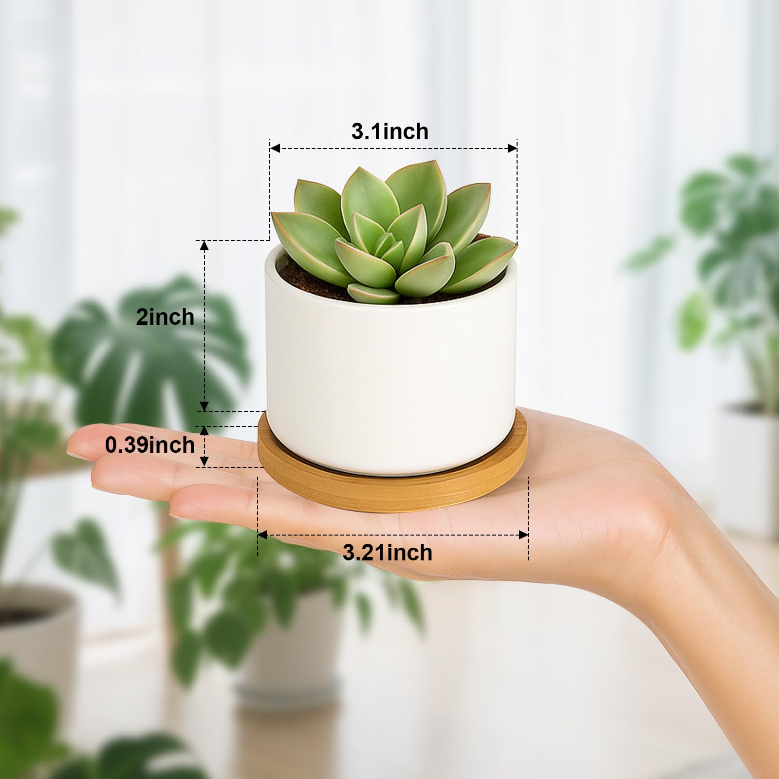 ZOUTOG white ceramic planters showcase clean, modern plant arrangements.