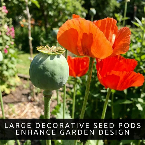 CZ Grain 300 Mammoth Poppy Seeds for Planting | Papaver somniferum