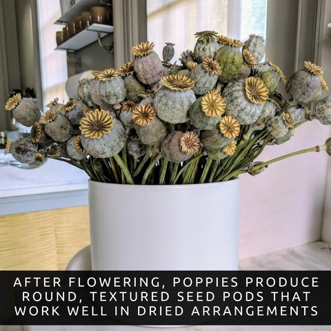 CZ Grain 300 Mammoth Poppy Seeds for Planting | Papaver somniferum