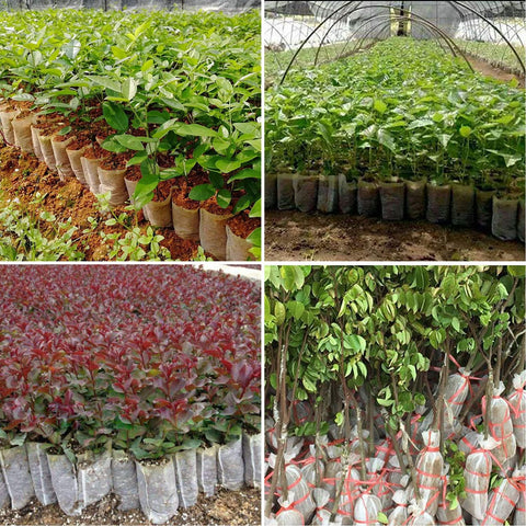 Augshy 200-Pack 3.5x4.7 in Non-Woven Plant Grow Bags – Breathable Seedling Pots