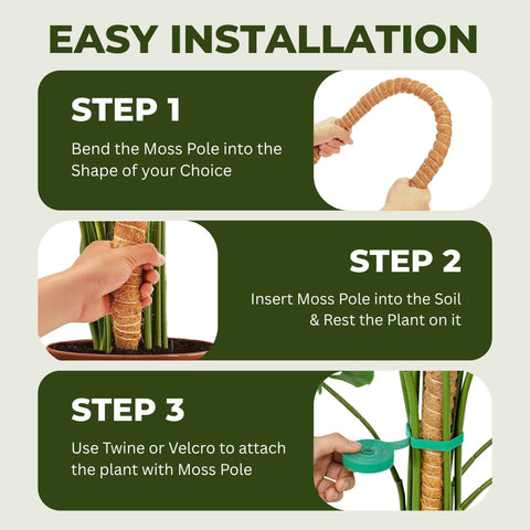 Imezos two pole pack is ideal for supporting multiple plants like Monstera.