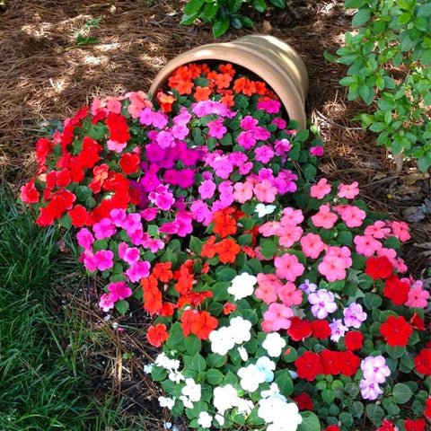 Impatiens seeds offer extended bloom from late spring through early autumn.