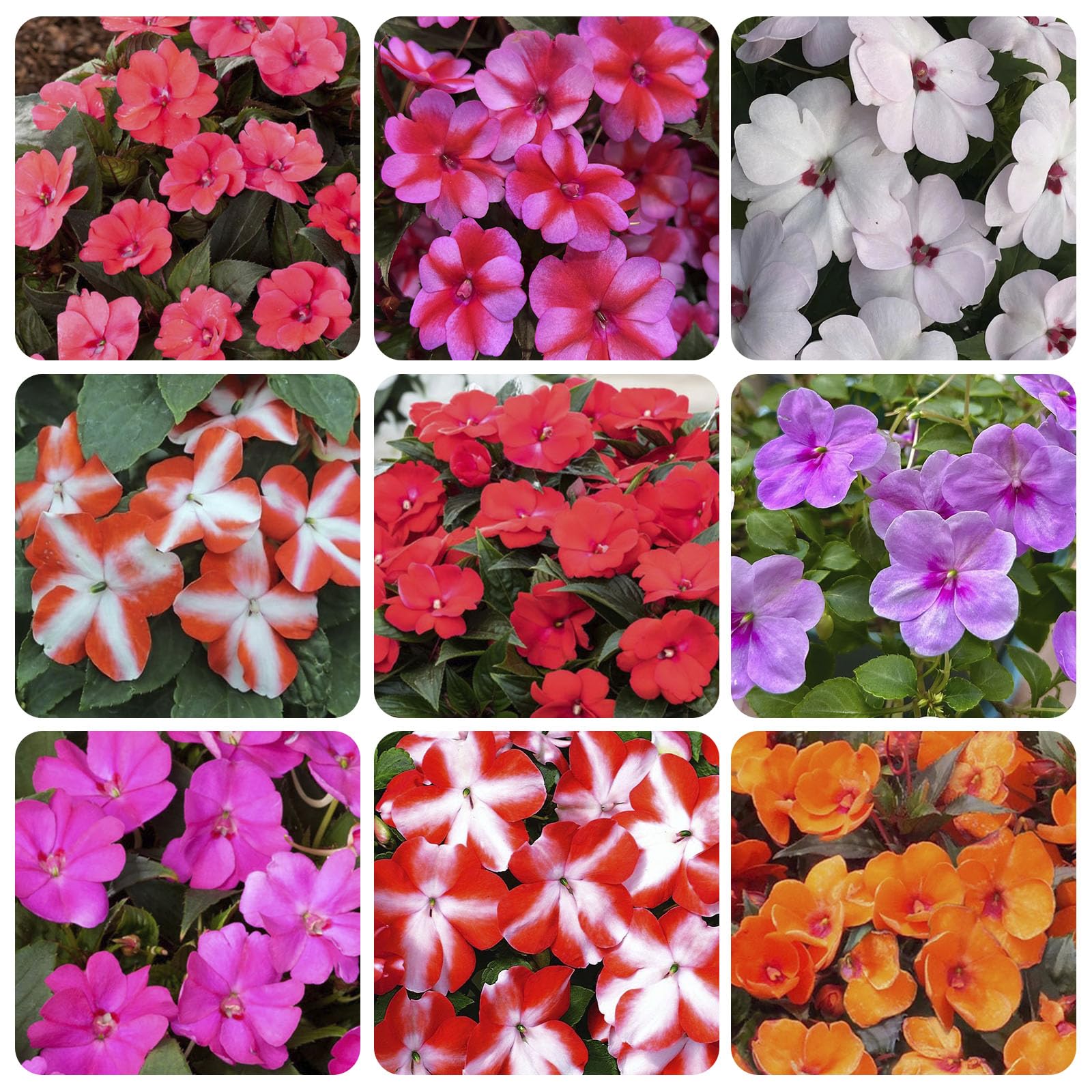 Impatiens seeds with mixed colors for vibrant border display and container gardens.