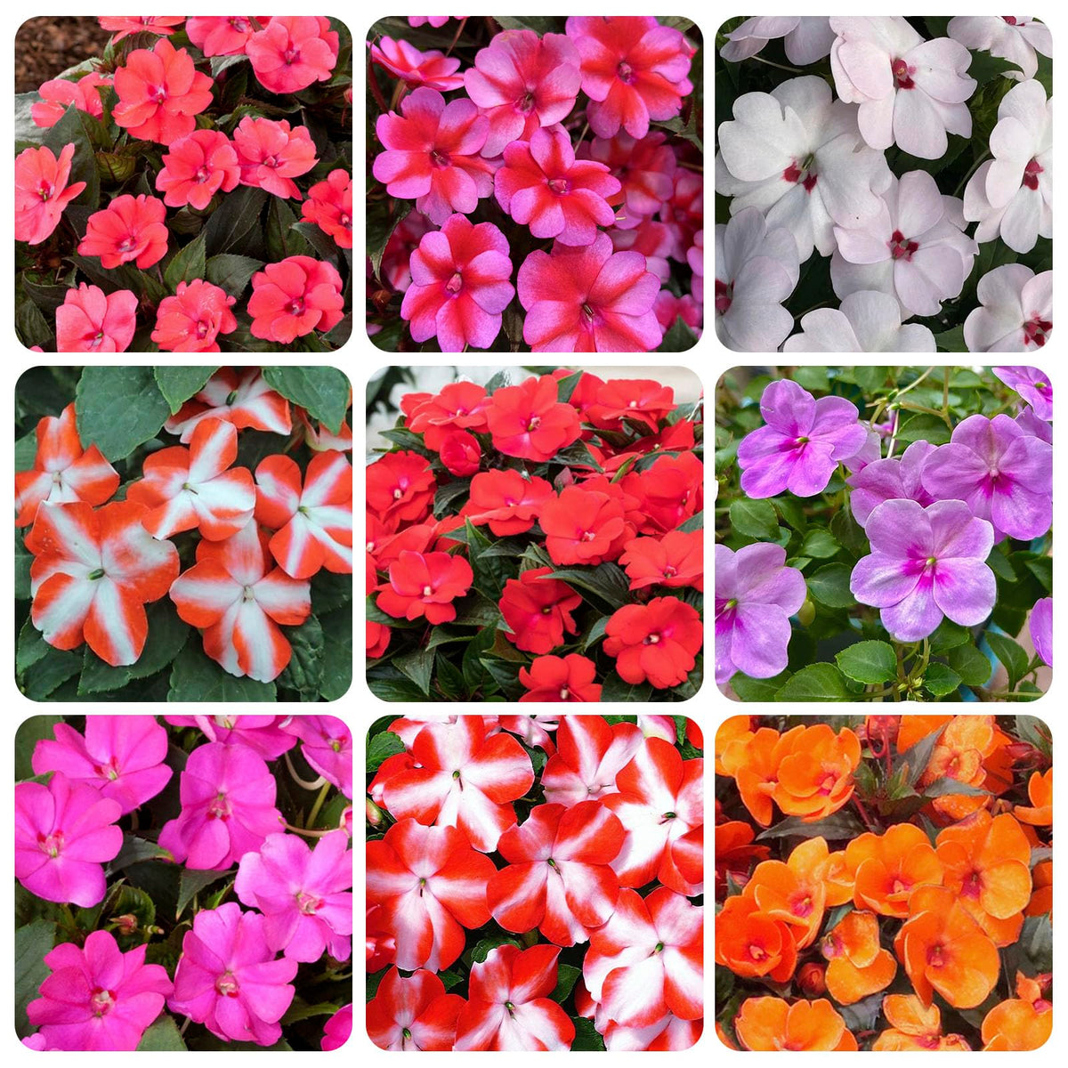 Impatiens seeds with mixed colors for vibrant border display and container gardens.