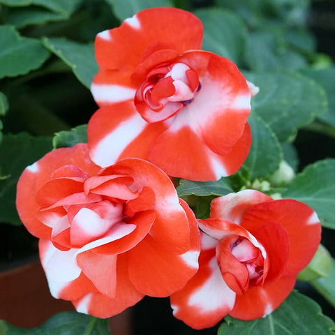 Impatiens seeds brighten hanging baskets with garden charm.
