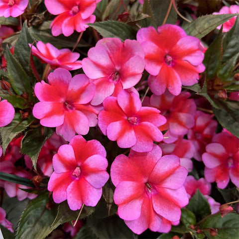 Impatiens seeds for window boxes delivering continuous color and curb appeal.