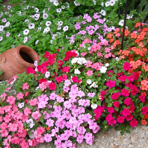 Impatiens seeds require moist, well-drained soil for healthy growth.
